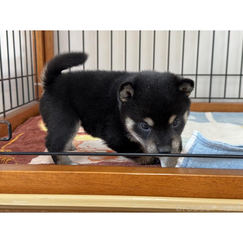 販売中の岡山県の柴犬-439628の4枚目