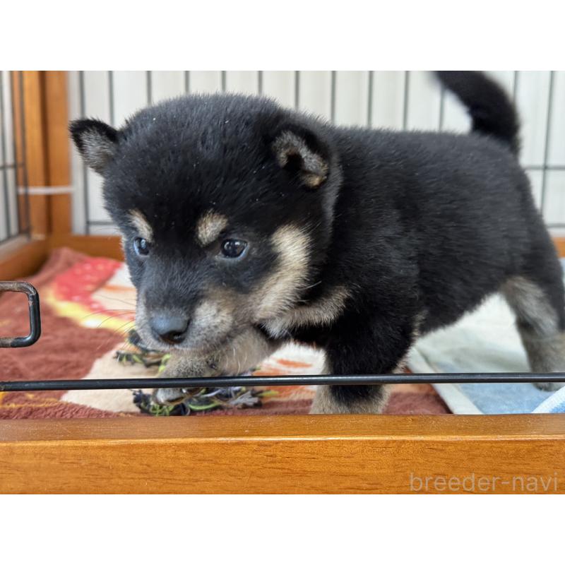 販売中の岡山県の柴犬-439628の3枚目