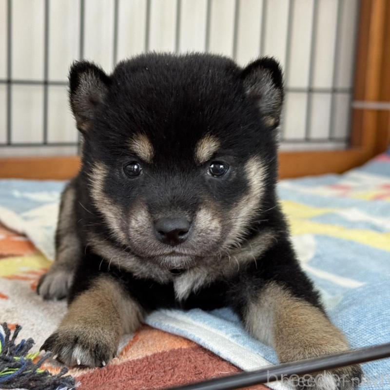 販売中の岡山県の柴犬-439628の1枚目