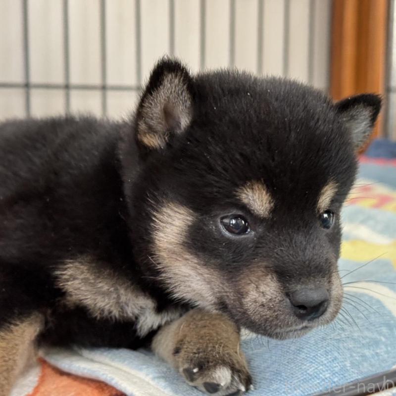 販売中の岡山県の柴犬-439628の2枚目