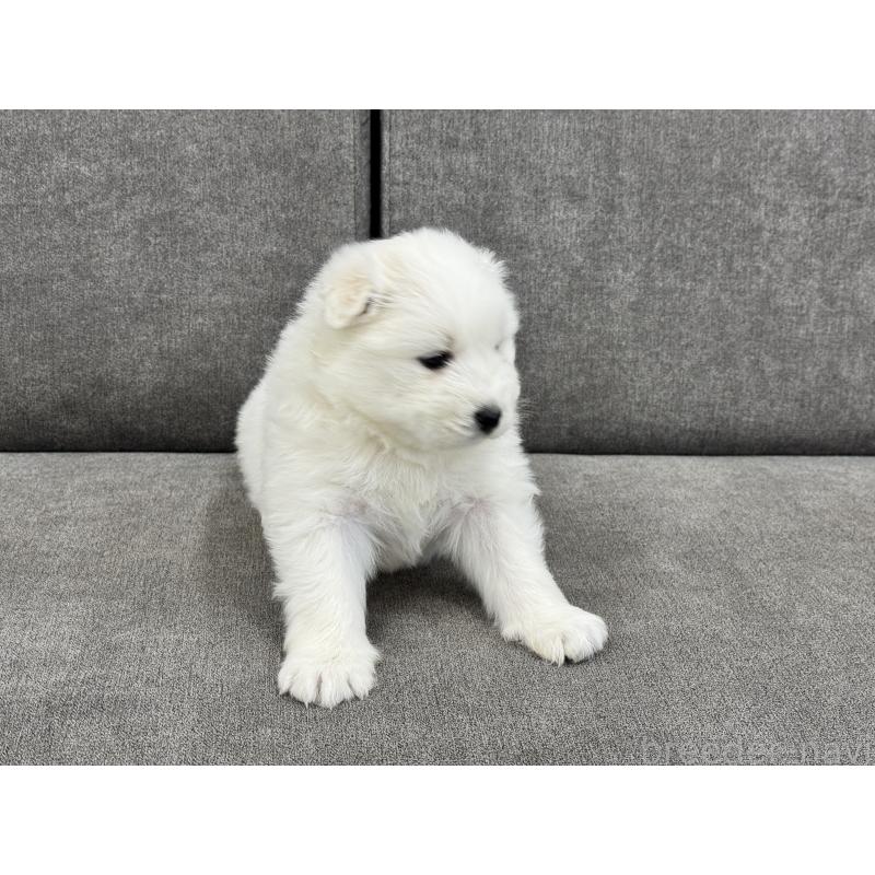 商談中の茨城県のサモエド-437511の6枚目