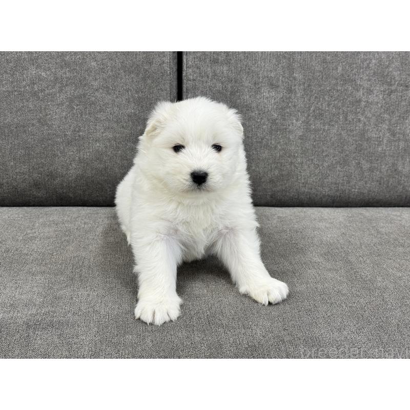 商談中の茨城県のサモエド-437511の5枚目