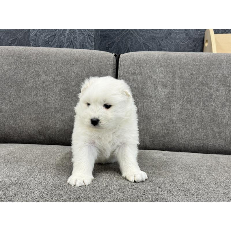 商談中の茨城県のサモエド-437511の4枚目