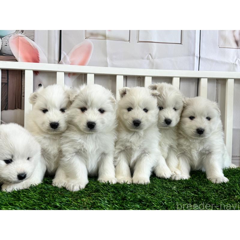 商談中の茨城県のサモエド-437511の3枚目