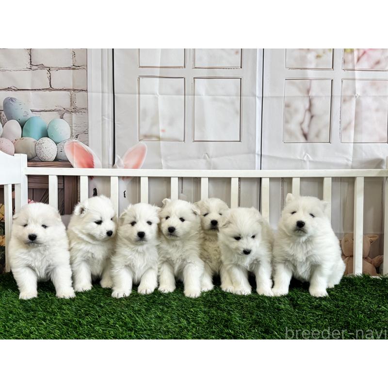 商談中の茨城県のサモエド-437511の2枚目