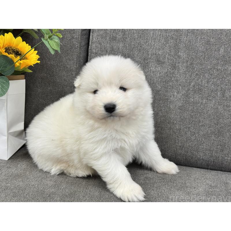 商談中の茨城県のサモエド-437510の5枚目