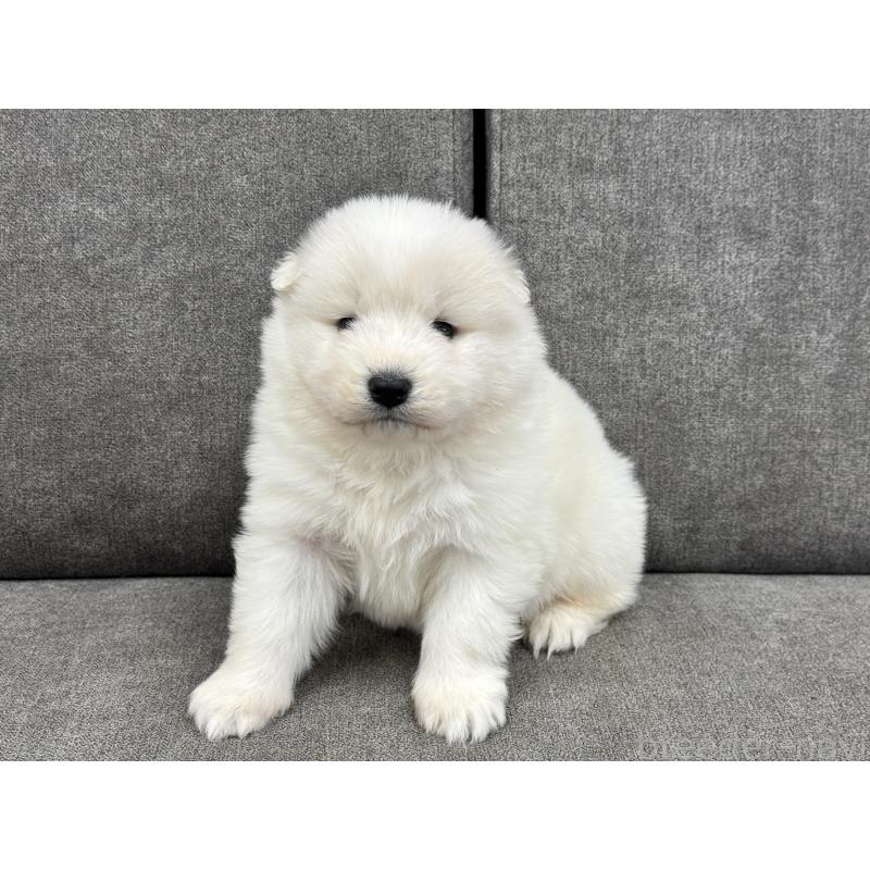 商談中の茨城県のサモエド-437510の4枚目