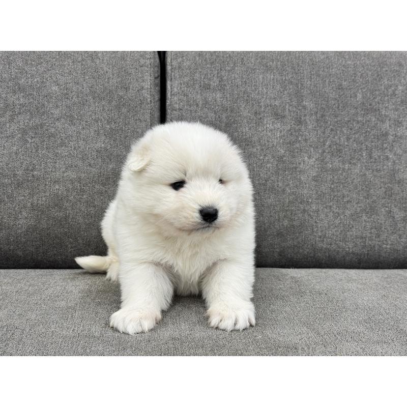 商談中の茨城県のサモエド-437510の3枚目