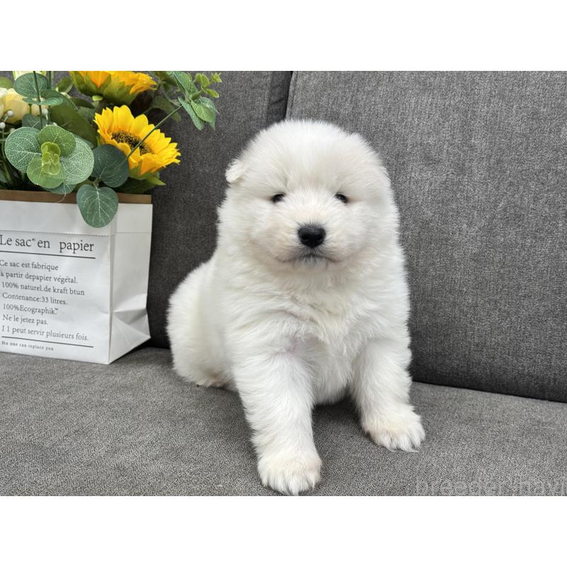 商談中の茨城県のサモエド-437510の2枚目