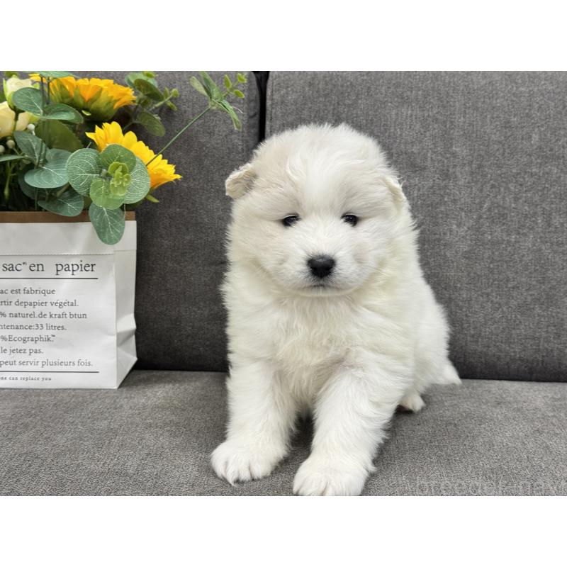 販売中の茨城県のサモエド-437514の6枚目