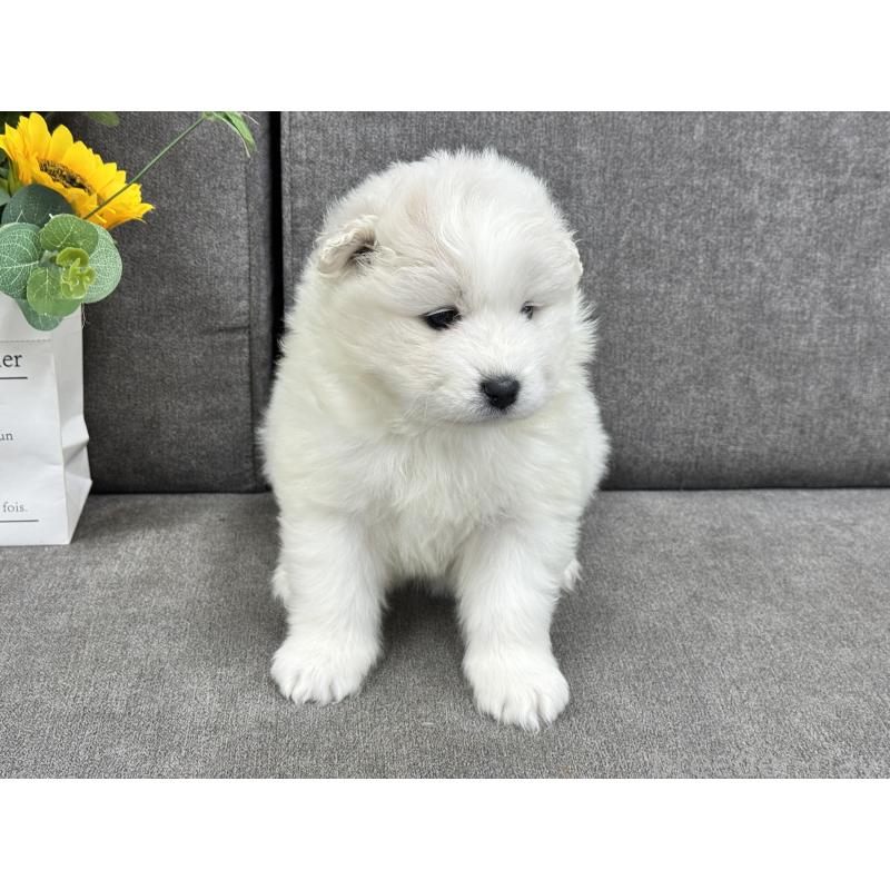 販売中の茨城県のサモエド-437514の5枚目