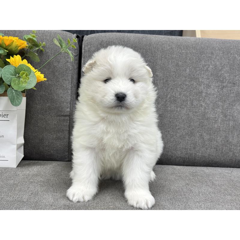 販売中の茨城県のサモエド-437514の4枚目