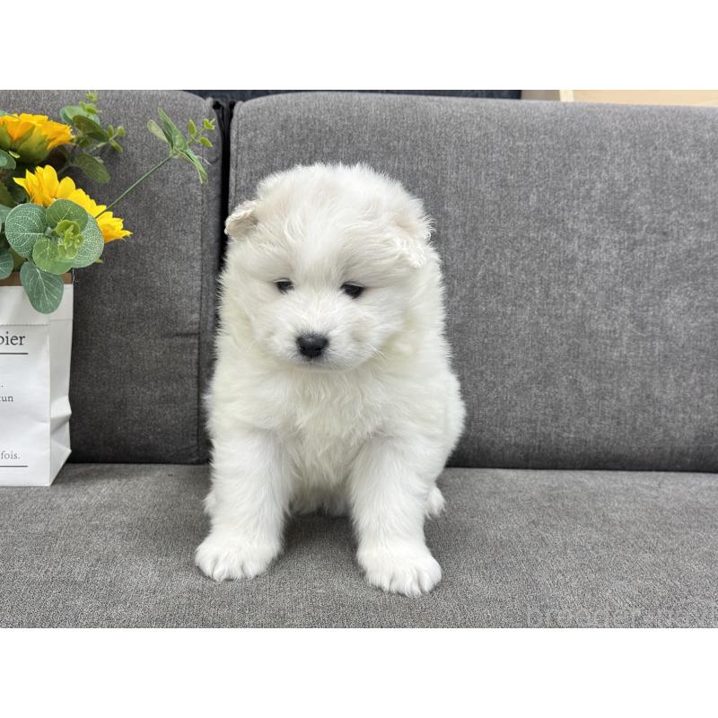 販売中の茨城県のサモエド-437514の3枚目