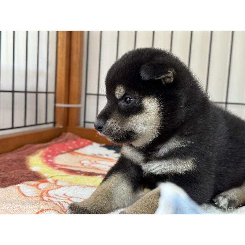 販売中の岡山県の柴犬-439629の5枚目