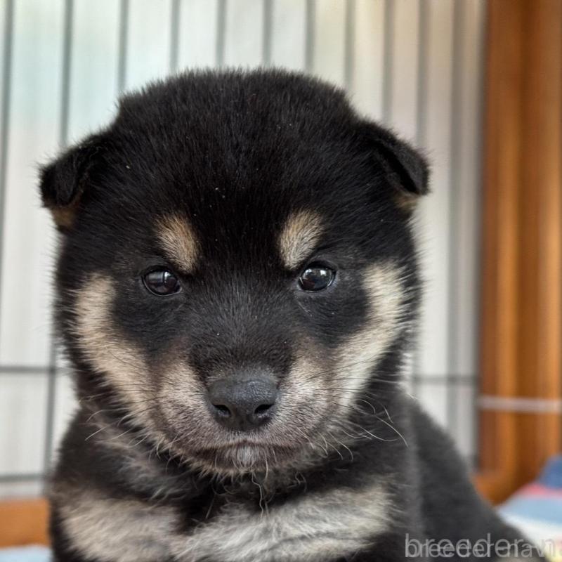 販売中の岡山県の柴犬-439629