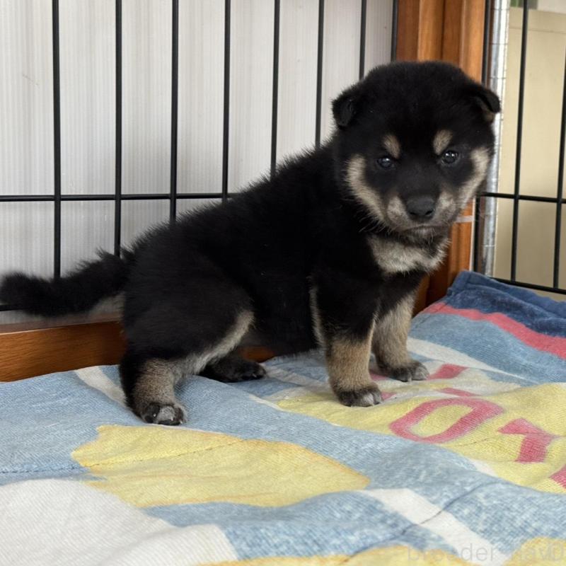 販売中の岡山県の柴犬-439629の3枚目