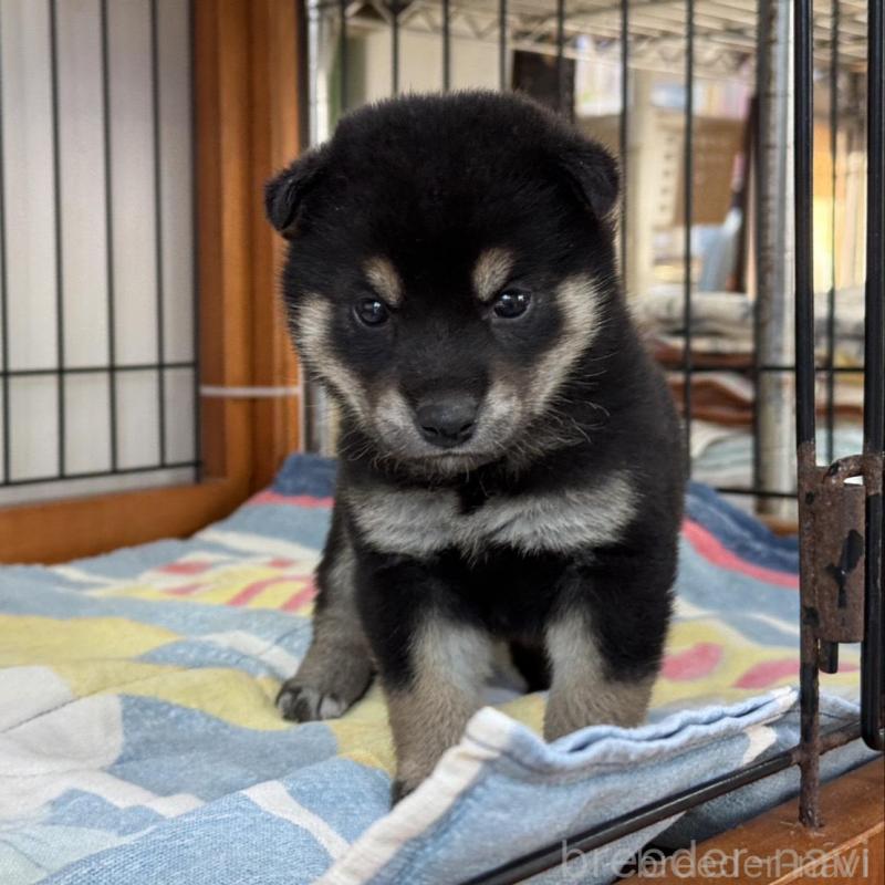 販売中の岡山県の柴犬-439629の2枚目