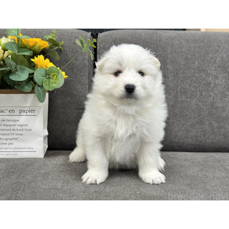 販売中の茨城県のサモエド-437512の6枚目