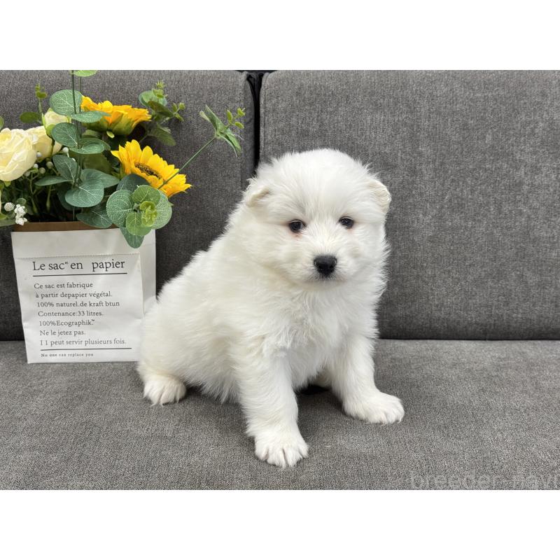 販売中の茨城県のサモエド-437512の5枚目