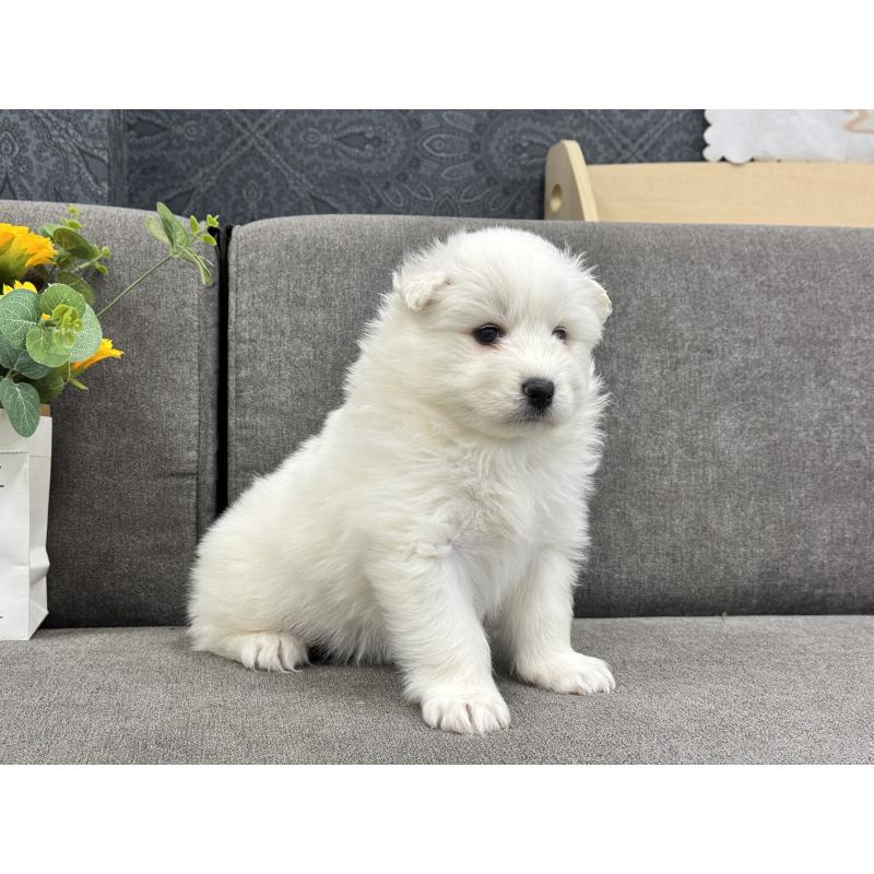 販売中の茨城県のサモエド-437512の4枚目