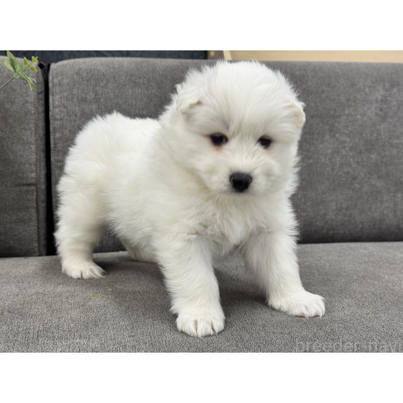 販売中の茨城県のサモエド-437512の3枚目