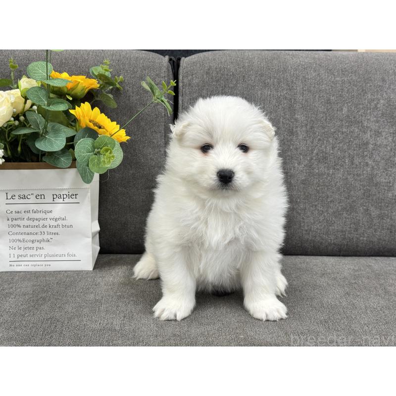 販売中の茨城県のサモエド-437512の2枚目