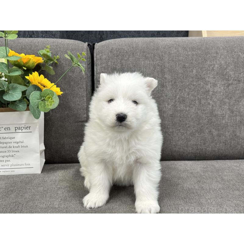 販売中の茨城県のサモエド-437513の5枚目