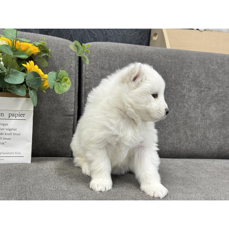 販売中の茨城県のサモエド-437513の4枚目