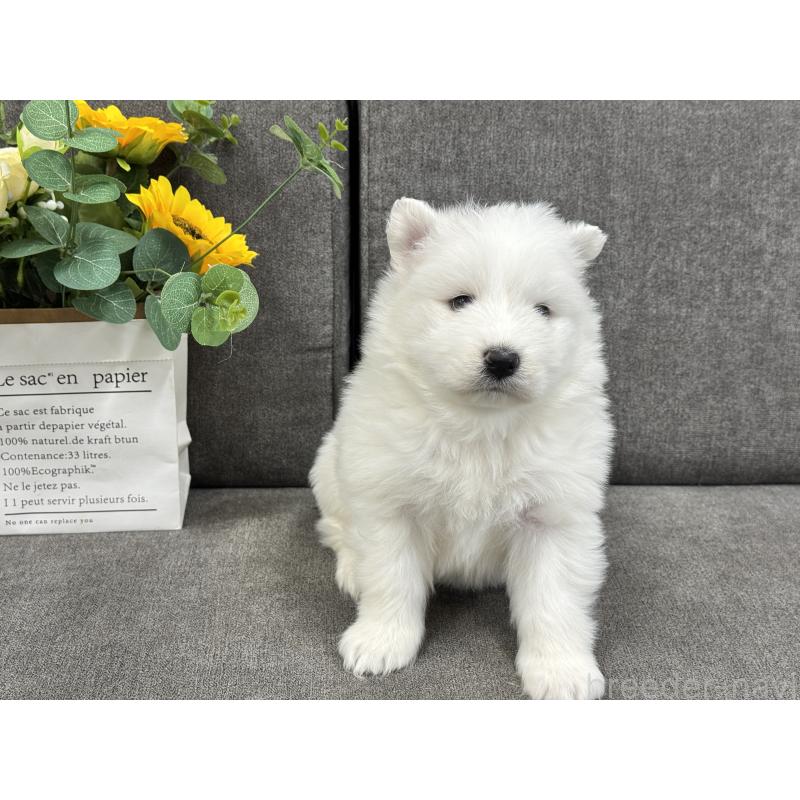 販売中の茨城県のサモエド-437513の3枚目