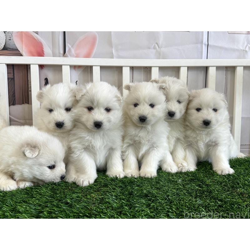 販売中の茨城県のサモエド-437515の7枚目