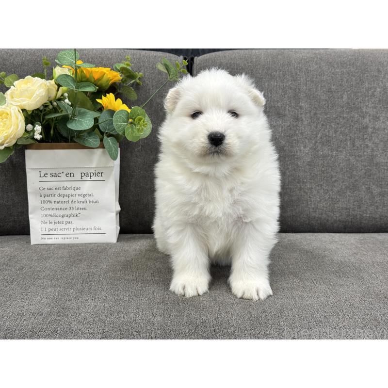 販売中の茨城県のサモエド-437515の6枚目