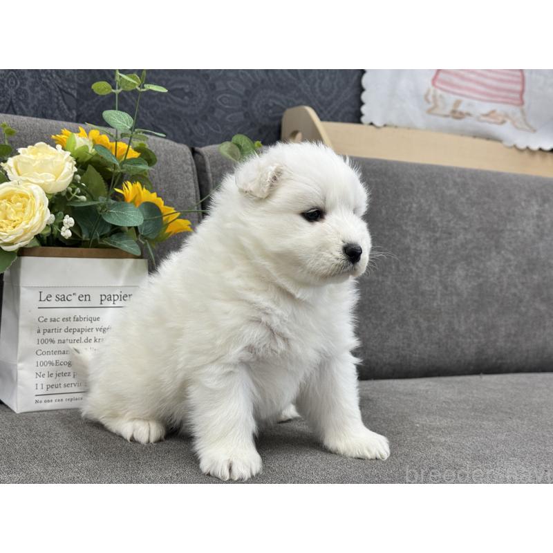 販売中の茨城県のサモエド-437515の5枚目