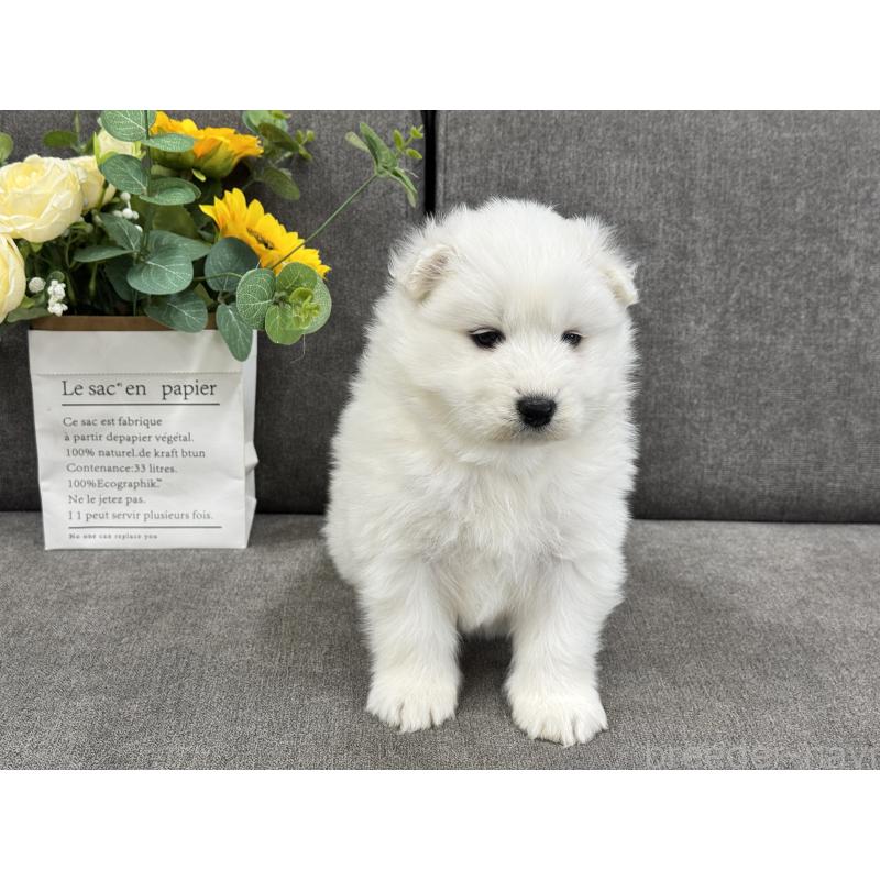 販売中の茨城県のサモエド-437515の4枚目