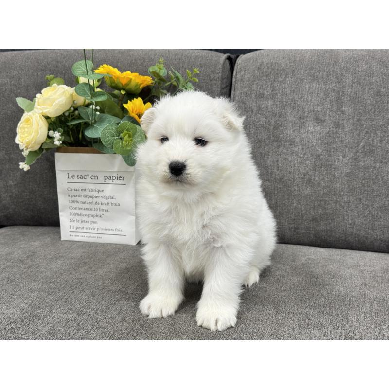 販売中の茨城県のサモエド-437515の3枚目