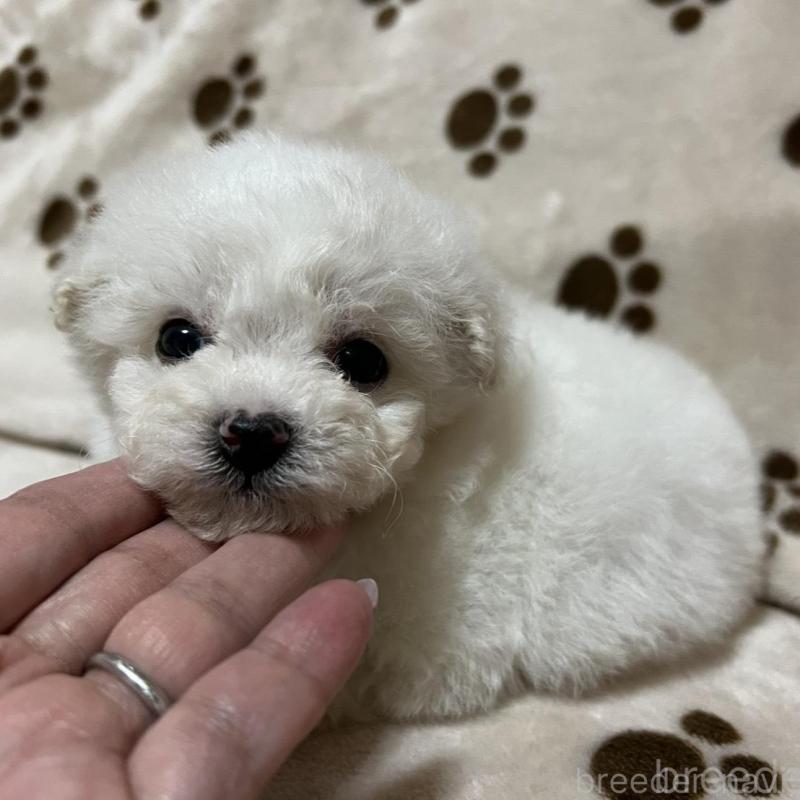 販売中の岐阜県のビションフリーゼ-439630