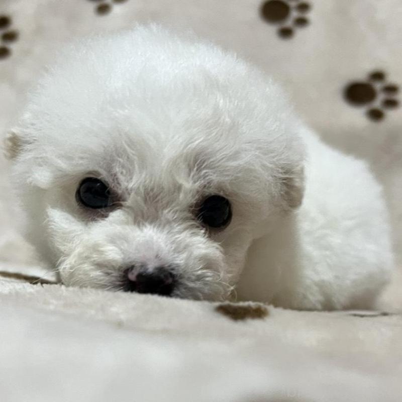 販売中の岐阜県のビションフリーゼ-439630の3枚目