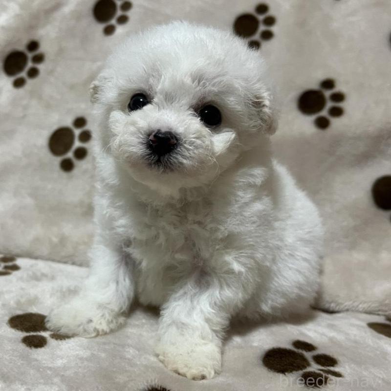 販売中の岐阜県のビションフリーゼ-439630の2枚目