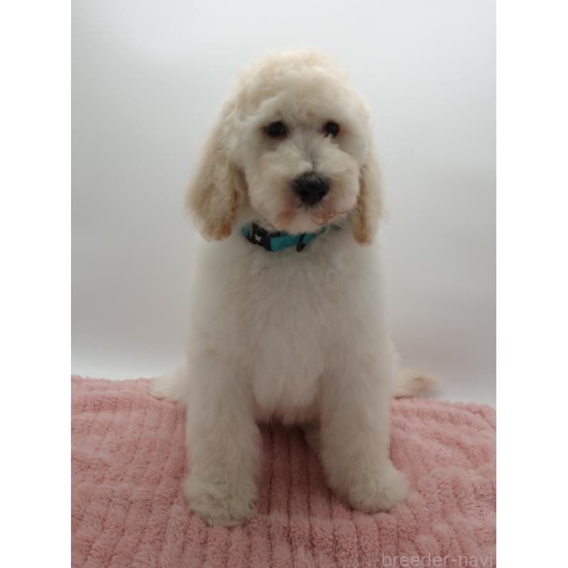 販売中の群馬県のスタンダードプードル-427484の4枚目