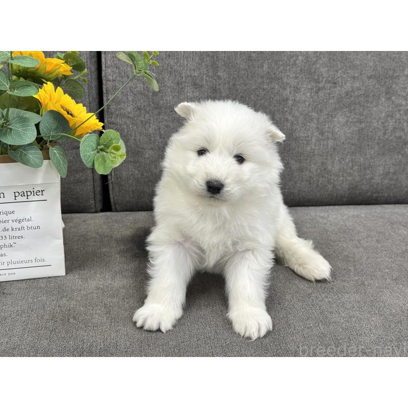 販売中の茨城県のサモエド-437509の6枚目