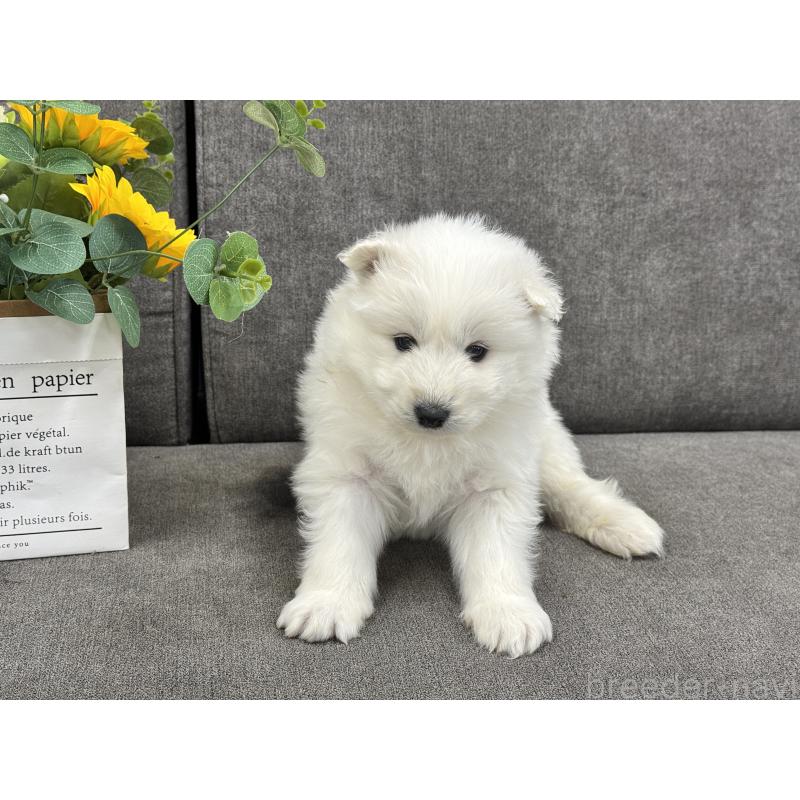 販売中の茨城県のサモエド-437509の5枚目