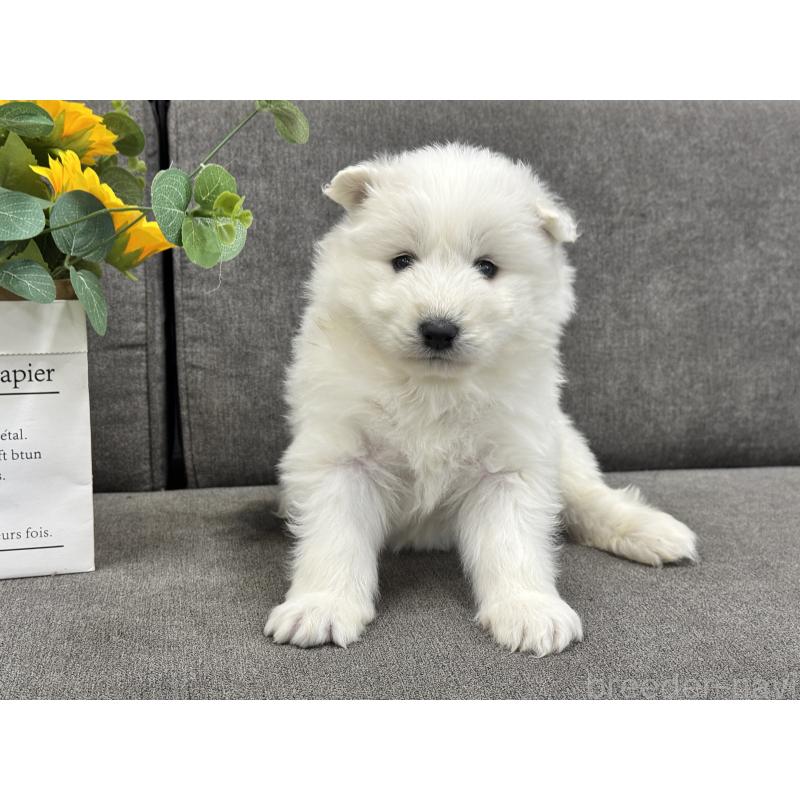 販売中の茨城県のサモエド-437509の4枚目