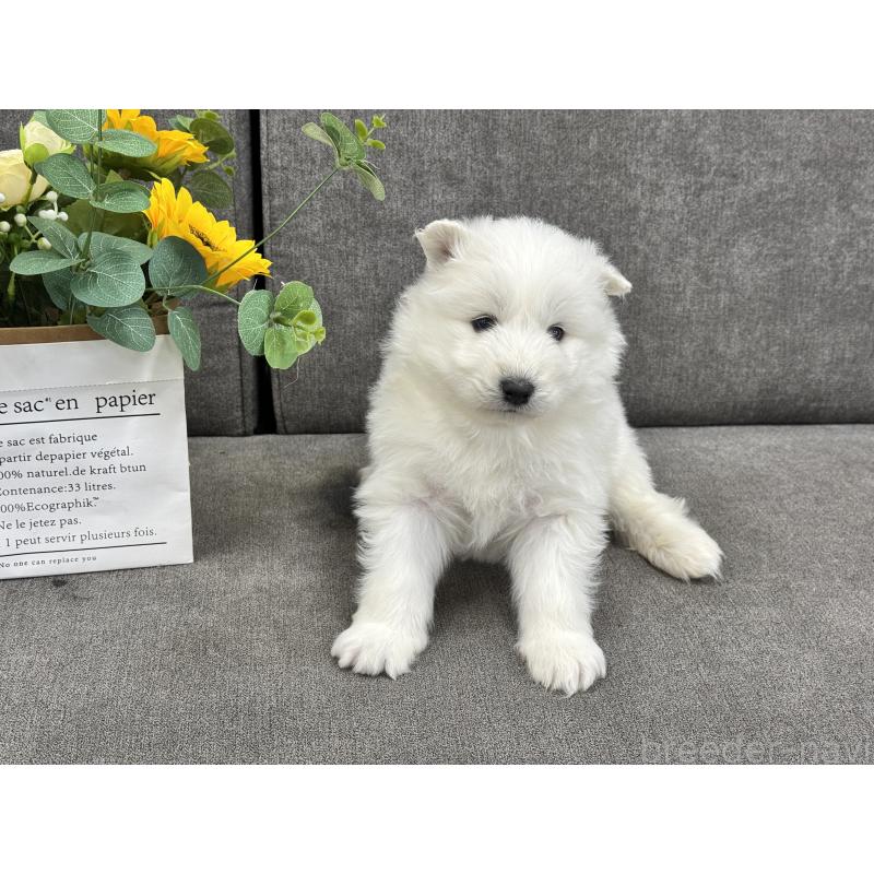 販売中の茨城県のサモエド-437509の3枚目