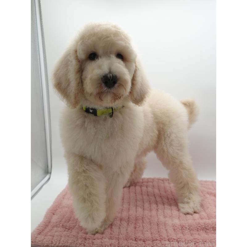 販売中の群馬県のスタンダードプードル-427486の4枚目