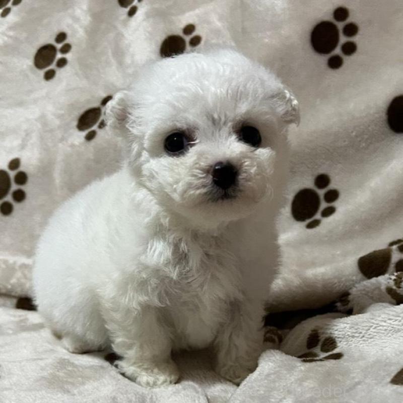 販売中の岐阜県のビションフリーゼ-439631の3枚目