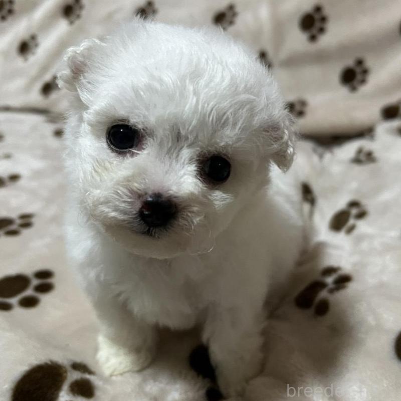 販売中の岐阜県のビションフリーゼ-439631の2枚目