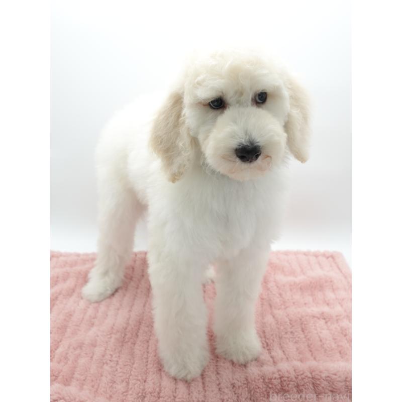 販売中の群馬県のスタンダードプードル-427487の3枚目