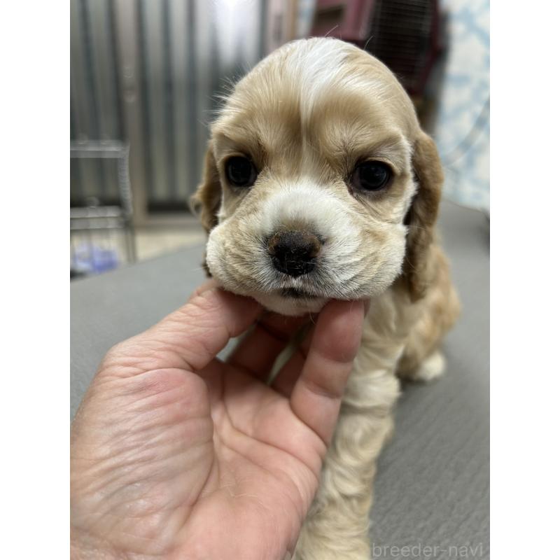 販売中の鹿児島県のアメリカンコッカースパニエル-439632の4枚目