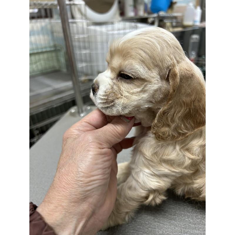 販売中の鹿児島県のアメリカンコッカースパニエル-439632の3枚目