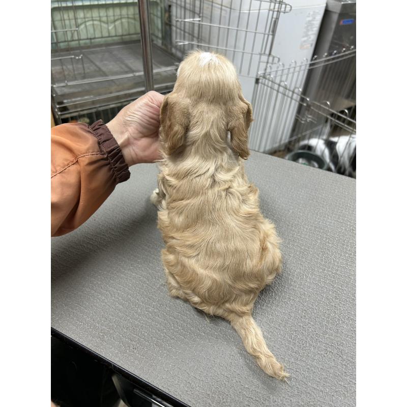 販売中の鹿児島県のアメリカンコッカースパニエル-439632の2枚目