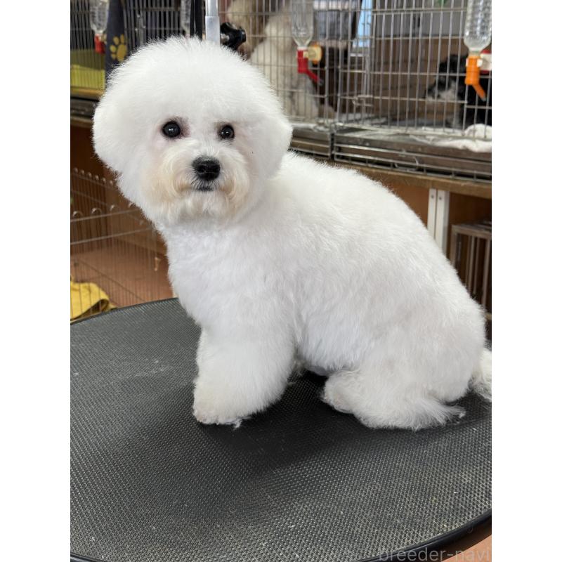 販売中の栃木県のビションフリーゼ-407340の10枚目